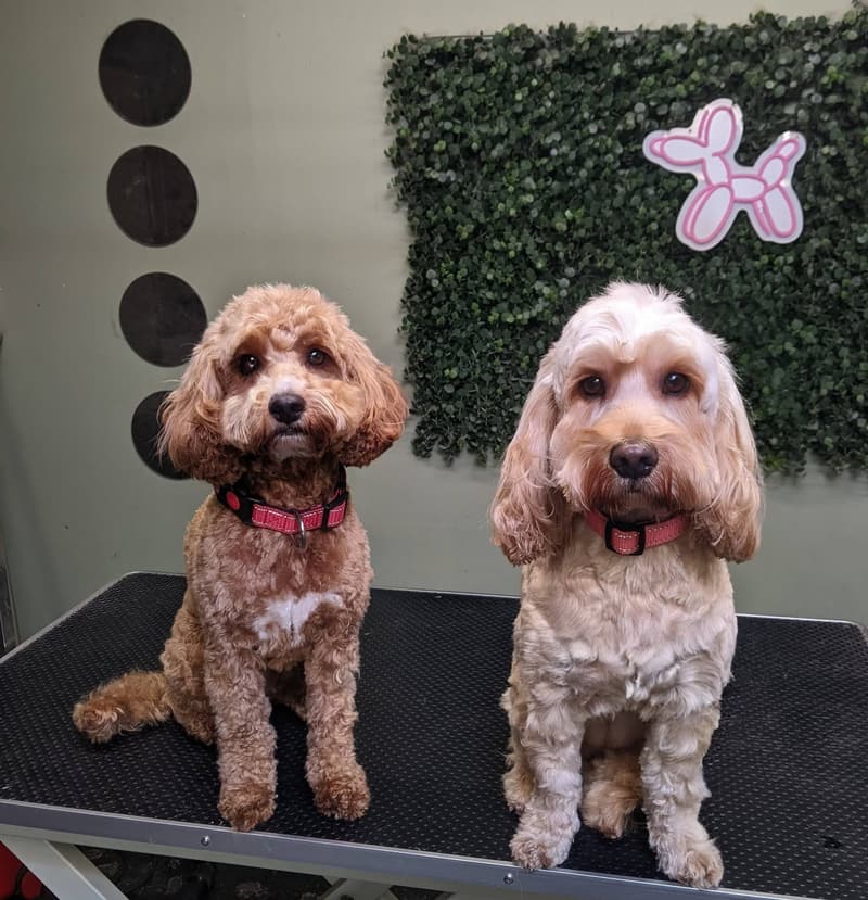Two Cockapoos after their grooms