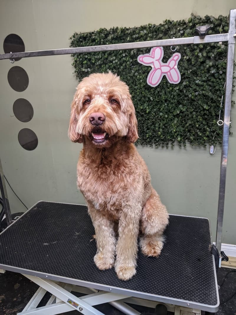 A Cockapoo sitting on the grooming table after a full groom at Pampered Pooch