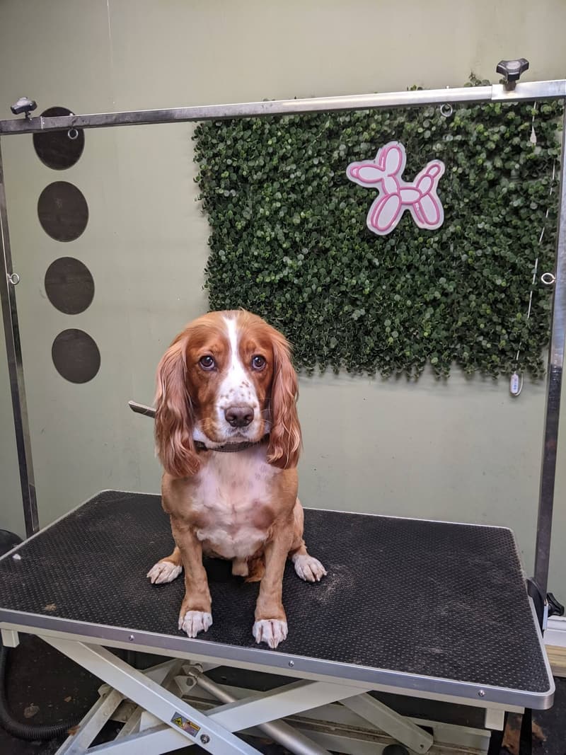 A red and white spaniel on the grooming table